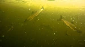 Image result for Coregonus huntsmani