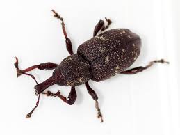 Attēlu rezultāti vaicājumam “Hylobius abietis”