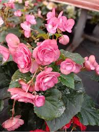 Image result for Бегония Элатиор 12х22 4601887072423