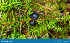 Attēlu rezultāti vaicājumam “Empetrum nigrum leaf”