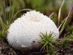 Attēlu rezultāti vaicājumam “Lycoperdon echinatum”