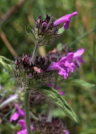 Attēlu rezultāti vaicājumam “Clinopodium vulgare”