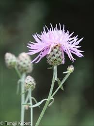 Attēlu rezultāti vaicājumam “Centaurea stoebe fruit”