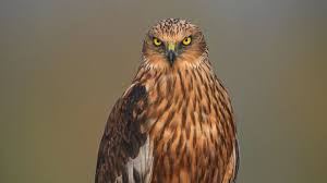 Image result for Abergele Harriers