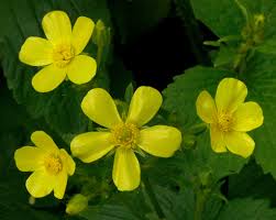 Attēlu rezultāti vaicājumam “Ranunculus mendax flower”
