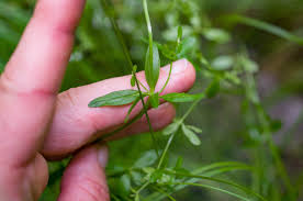 Attēlu rezultāti vaicājumam “Galium palustre fruit”