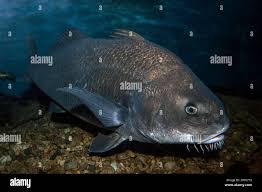 Image result for Pogonias cromis