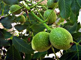 Attēlu rezultāti vaicājumam “Juglans regia fruit”