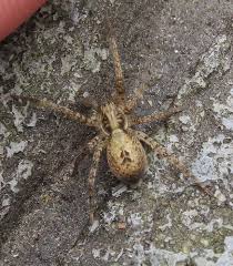 Attēlu rezultāti vaicājumam “Anyphaena accentuata”