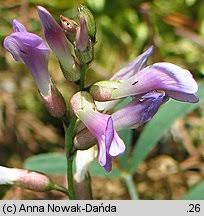 Attēlu rezultāti vaicājumam “Astragalus arenarius”