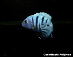 Risultati immagini per cynotilapia pulpican