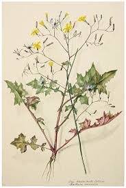 Attēlu rezultāti vaicājumam “Mycelis muralis”