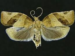 Attēlu rezultāti vaicājumam “Pandemis cerasana”