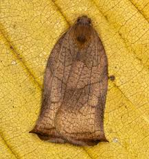 Attēlu rezultāti vaicājumam “Archips podana female”