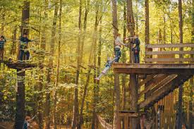 Image result for The Go Ape Experience (Swinley Forest)