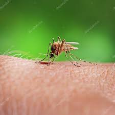 Attēlu rezultāti vaicājumam “Culex pipiens female”