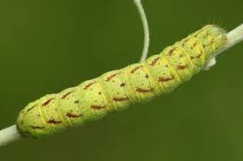 Attēlu rezultāti vaicājumam “Lacanobia contigua”