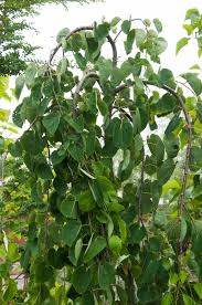 Attēlu rezultāti vaicājumam “Cercidiphyllum japonicum leaf”