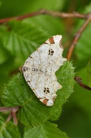 Attēlu rezultāti vaicājumam “Macaria notata”