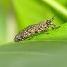 Attēlu rezultāti vaicājumam “Haematopota sp.”