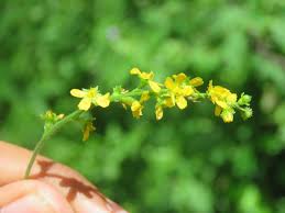Attēlu rezultāti vaicājumam “Agrimonia pilosa flower”
