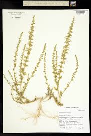 Image result for Chenopodium botrys