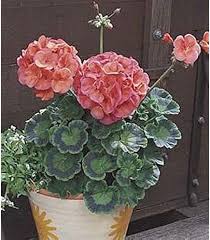 Attēlu rezultāti vaicājumam “Geranium bohemicum bud”