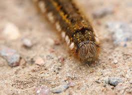 Attēlu rezultāti vaicājumam “Euthrix potatoria larva”