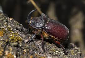 Attēlu rezultāti vaicājumam “Oryctes nasicornis male”