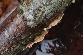 Attēlu rezultāti vaicājumam “Cylindrobasidium evolvens”