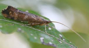 Attēlu rezultāti vaicājumam “Glyphotaelius pellucidus”