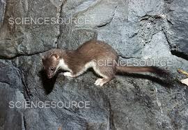 Attēlu rezultāti vaicājumam “Mustela erminea”