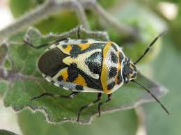 Attēlu rezultāti vaicājumam “Eurydema dominulus”