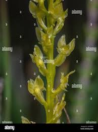 Attēlu rezultāti vaicājumam “Hammarbya paludosa flower”