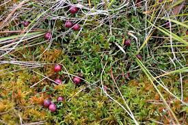 Attēlu rezultāti vaicājumam “Oxycoccus fruit”