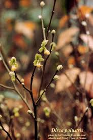 Attēlu rezultāti vaicājumam “Diachea muscorum stalked”