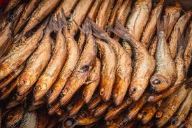 Image result for Clupea harengus