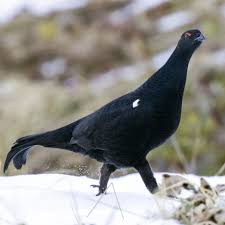 Attēlu rezultāti vaicājumam “Lycogala convexum macro”