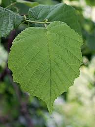 Attēlu rezultāti vaicājumam “Corylus avellana leaf”