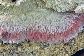 Attēlu rezultāti vaicājumam “Phlebia centrifuga”