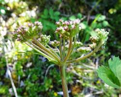 Image result for Angelica silvestris