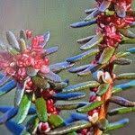 Attēlu rezultāti vaicājumam “Empetrum nigrum flower”