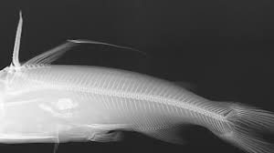 Image result for Bagre marinus