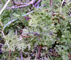 Attēlu rezultāti vaicājumam “Trichocolea tomentella”