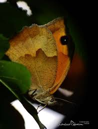 Attēlu rezultāti vaicājumam “Maniola jurtina”