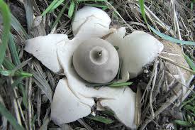 Attēlu rezultāti vaicājumam “Geastrum fimbriatum”