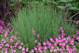 Attēlu rezultāti vaicājumam “Juncus inflexus”