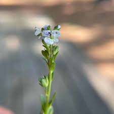 Attēlu rezultāti vaicājumam “Veronica serpyllifolia leaf”