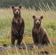 Image result for brown bear