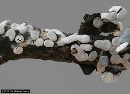 Attēlu rezultāti vaicājumam “Diderma testaceum spores”